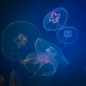 Mesmerizing image of translucent jellyfish gracefully floating in a deep blue underwater scene.