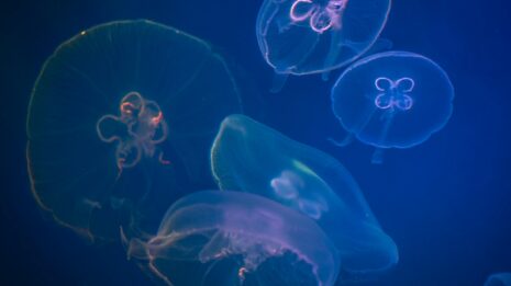 Photo by Egor Kamelev Mesmerizing image of translucent jellyfish gracefully floating in a deep blue underwater scene.